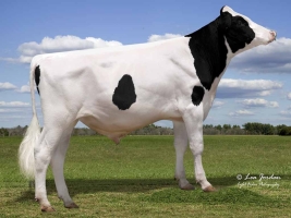 DOSE TAUREAU LIAISON - NUS003142181106 - 66A0755