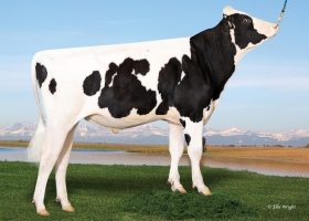 DOSE TAUREAU TRACKSTER - NUS003205436268 - 6697516