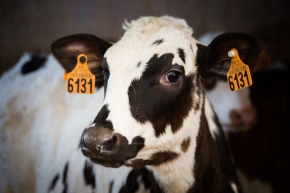 Soutien technique et financier à l'assainissement de la BVD