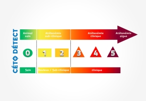 L'indicateur acétonémie : cétodétect