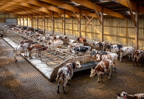 Améliorer le logement des vaches laitières