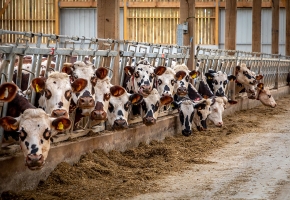 Maîtriser les dépenses de santé en élevage laitier