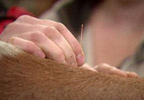 Découvrir l’intérêt de l’acupuncture pour les animaux