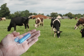 Découvrir l'homéopathie bovine