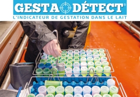 Constat de gestation : Gestadetect