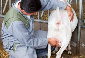Observer les lésions de la chèvre malade
