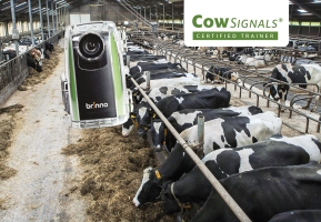 Consulting signes de vaches