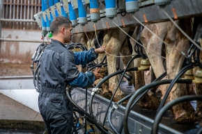 Maîtrise des taux cellulaires et des mammites