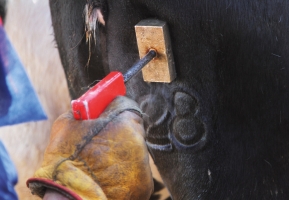Marquage des animaux