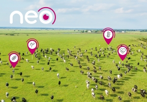 Optimiser la reproduction de son troupeau avec le monitoring Neo