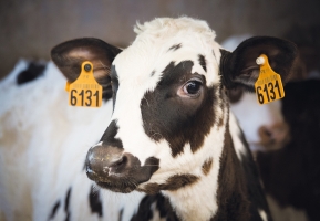 Soutien technique et financier à l'assainissement de la BVD
