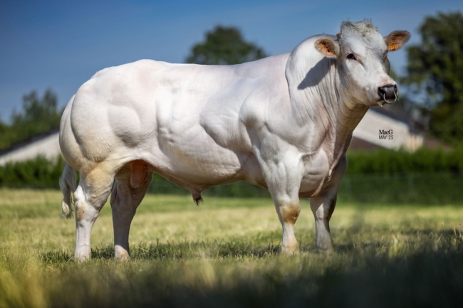 DOSE TAUREAU LEONI - NBE000335772317 - 25A4915