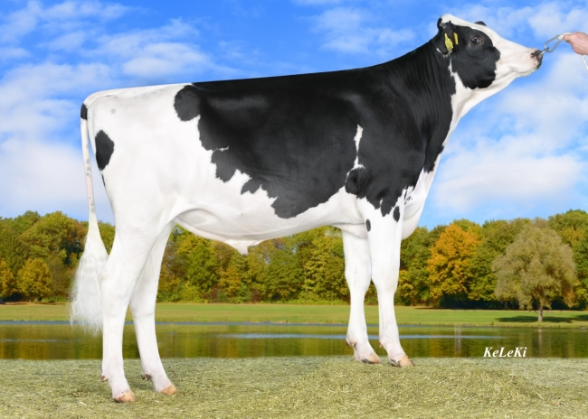 DOSE TAUREAU CODEX - NDE000362217817 - 6698542