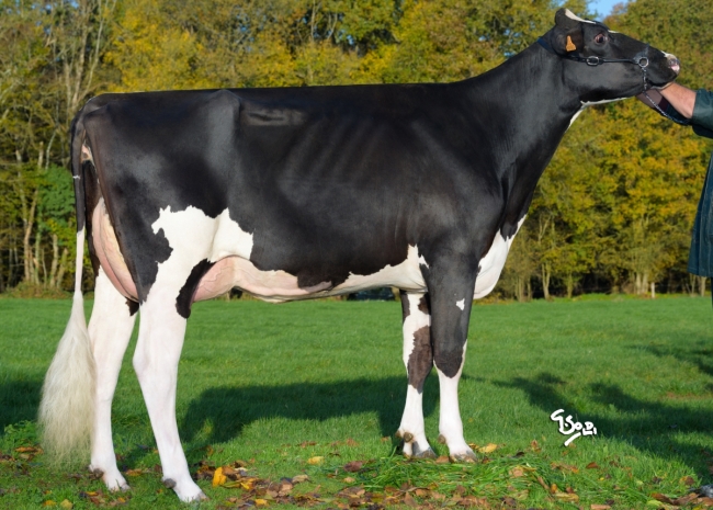 DOSE TAUREAU GERRY - NDE001405290992 - 6694784