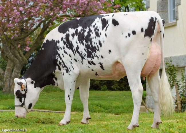 DOSE TAUREAU GERRY - NDE001405290992 - 6694784
