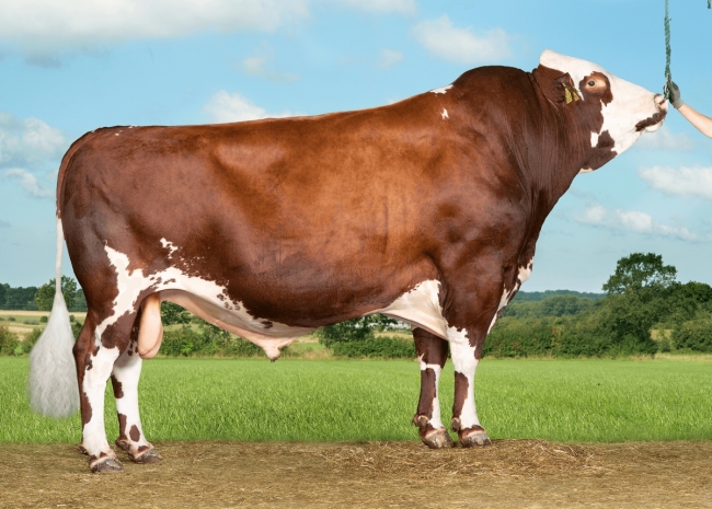 DOSE TAUREAU VR FROERUP - NDK000000037789 - 4491964