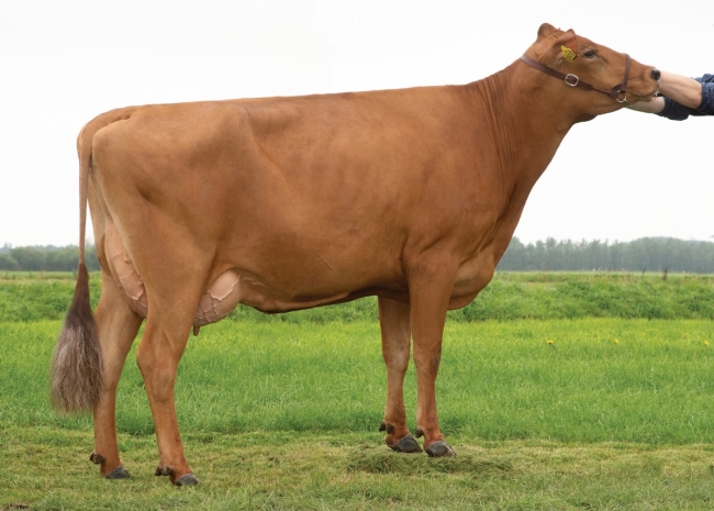 DOSE SEXEE FEM 90 TAUREAU VR HEINZ - XDK000000038375 - 44A0853