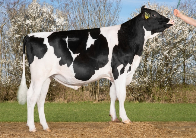 DOSE TAUREAU SOVRAN P - NDK000000261567 - 6698061