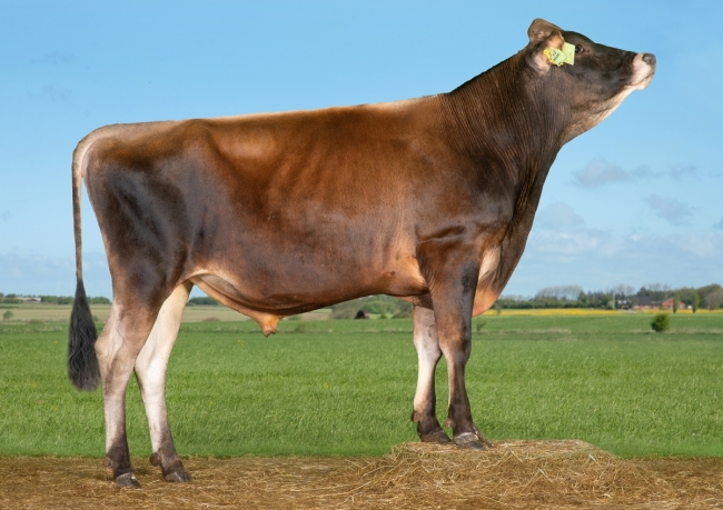 DOSE SEXEE FEM 90 TAUREAU VJ NICAS - XDK000000305142 - 15A0412