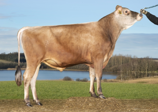 DOSE TAUREAU VJ DANKA - NDK000000305206 - 15A1722