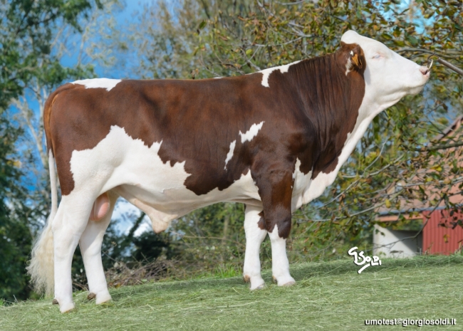 DOSE TAUREAU UZAKI   - NFR0123014111 - 46A2993