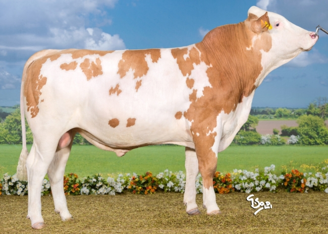 DOSE TAUREAU MIDLANDE - NFR1216029809 - 3591752