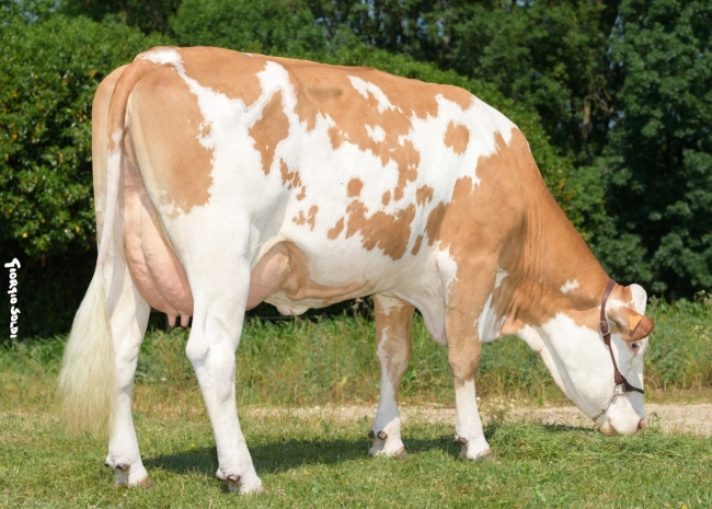 DOSE TAUREAU MIDLANDE - NFR1216029809 - 3591752