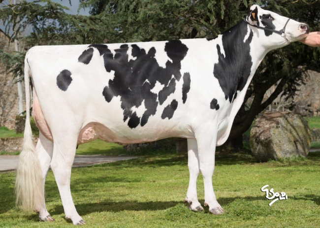 DOSE TAUREAU OLIMON P - NFR1218032565 - 6693217