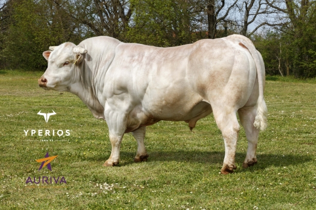 DOSE TAUREAU OZIRIS - NFR1218208056 - 9595680