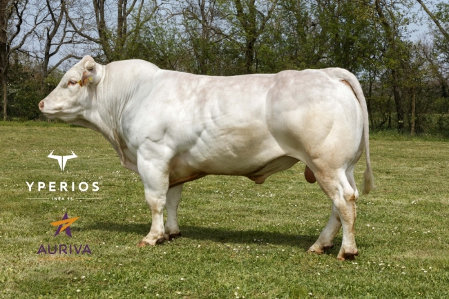 DOSE TAUREAU ORUS - NFR1219147536 - 9595682