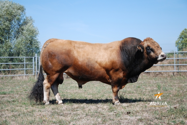DOSE TAUREAU REMIA PP - NFR1220118694 - 1498748