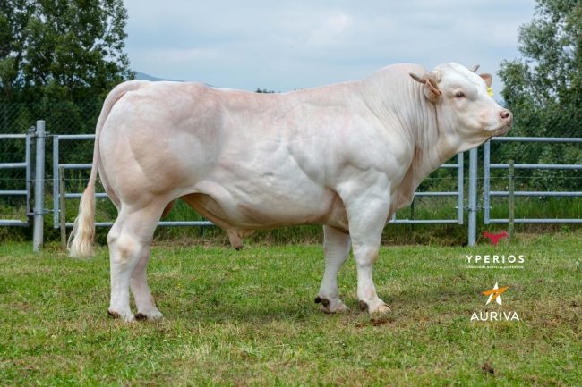 DOSE TAUREAU RHESUS - NFR1221019345 - 9598599