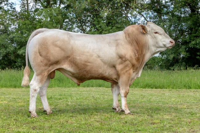 DOSE TAUREAU SELF P - NFR1222010414 - 79A1548