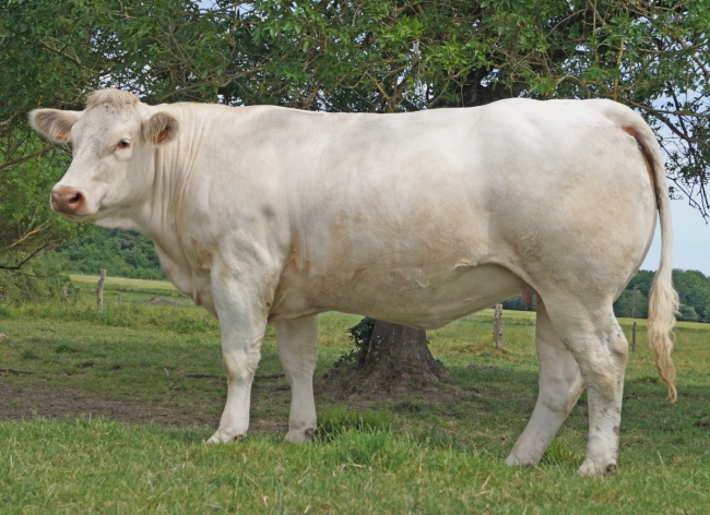 DOSE TAUREAU LEBONVO - NFR1423175165 - 3890866