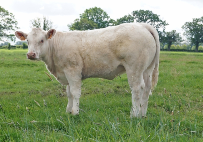 DOSE TAUREAU MON CHIC - NFR1423175189 - 3892596