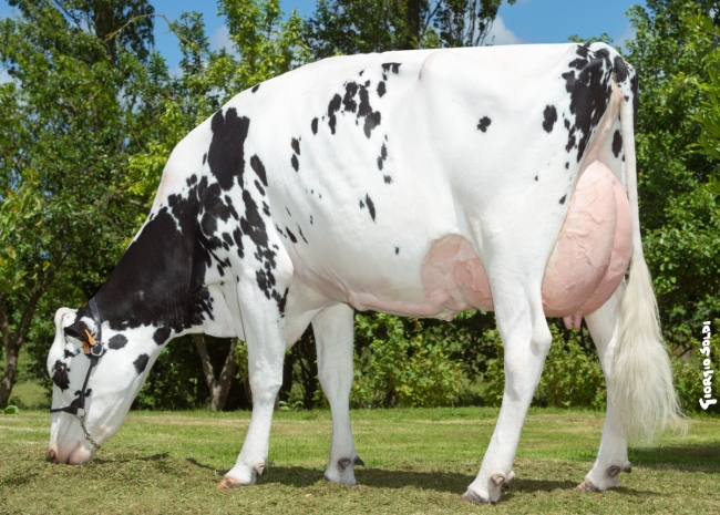 DOSE TAUREAU IVERNOIS - NFR1443275917 - 6686550