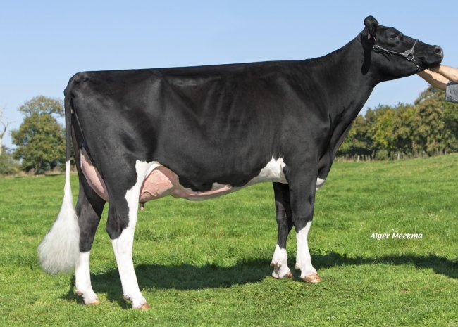 DOSE TAUREAU FUMPOO ISY - NFR1451884290 - 6679297