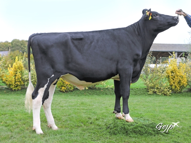 DOSE TAUREAU MIELPOPS - NFR1452582734 - 6691216