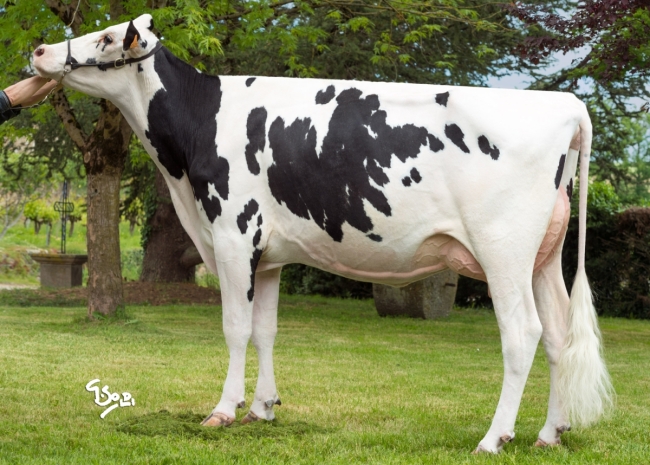 DOSE TAUREAU ORTEGA - NFR1452582954 - 6694005