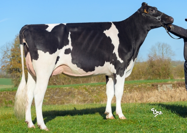 DOSE TAUREAU SINATRA P - NFR1452583362 - 6698217