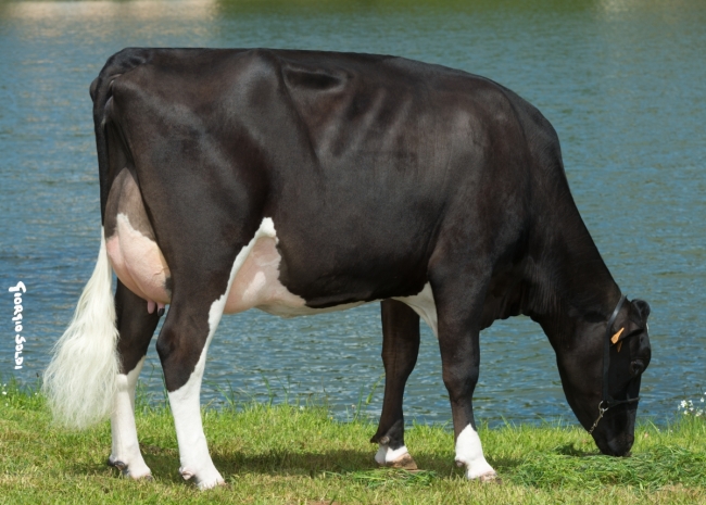 DOSE TAUREAU INTRIGUANT - NFR1534018425 - 6686586