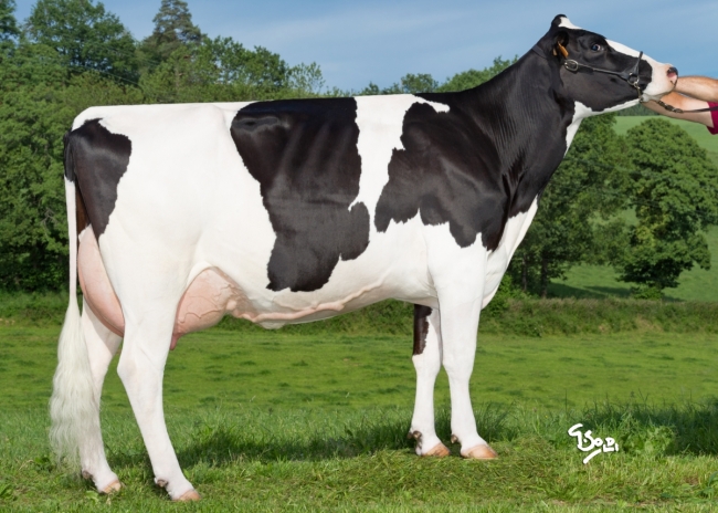 DOSE TAUREAU JEXTER - NFR1535103098 - 6687892