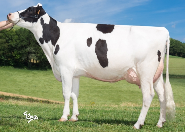 DOSE TAUREAU JEXTER - NFR1535103098 - 6687892