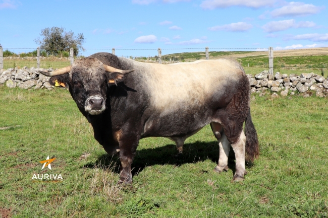 DOSE TAUREAU ROCKY - NFR1540000849 - 1497603