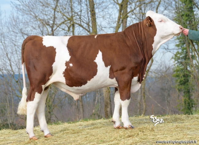 DOSE TAUREAU ROTTERDAM - NFR1540113204 - 4698307