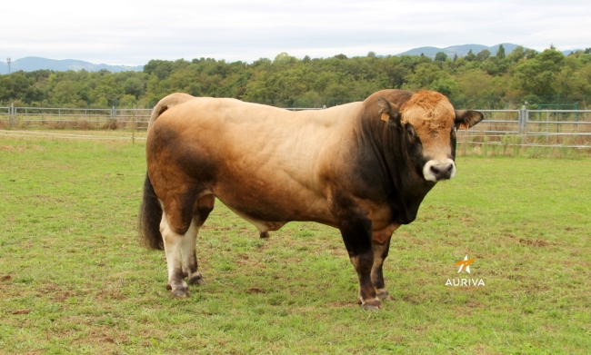 DOSE TAUREAU SPIROU PP - NFR1541031394 - 14A0341
