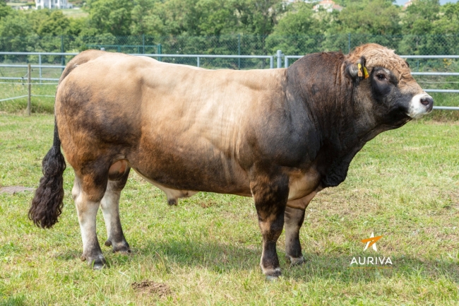 DOSE TAUREAU SPIROU PP - NFR1541031394 - 14A0341