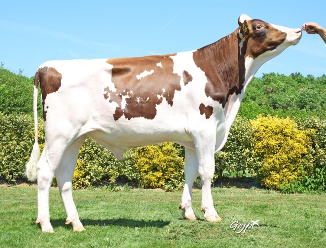 DOSE TAUREAU RECORD RED - NFR1541042803 - 6697179