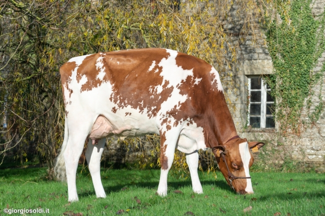 DOSE TAUREAU RECORD RED - NFR1541042803 - 6697179