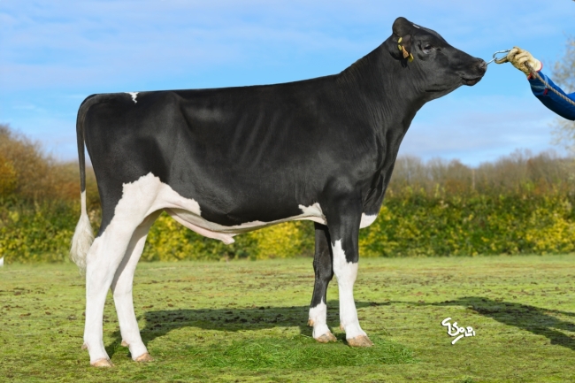 DOSE TAUREAU URASKA - NFR1543206874 - 66A3154